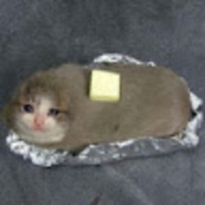 Meet your Posher, Jodie